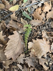 Polypodium vulgare