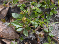 Xanthosia tasmanica