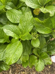 Hydrangea
