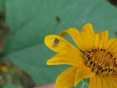 Neotephritis finalis