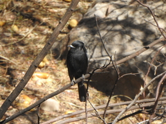 Knipolegus aterrimus