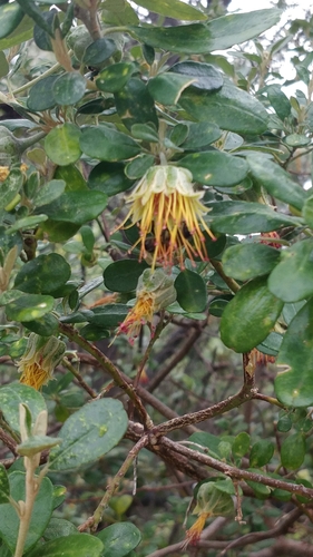 Image of Diplolaena dampieri by (c) Kim Lapere, some rights reserved (CC BY)