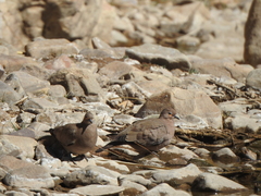 Metriopelia melanoptera