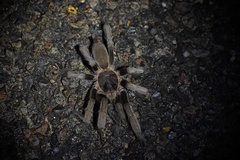 Selenocosmia