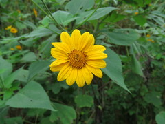 Tithonia