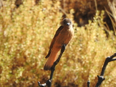 Hirundinea ferruginea