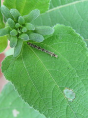 Lepidoptera