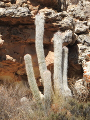 Oreocereus celsianus