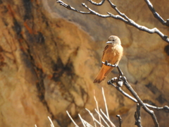 Hirundinea ferruginea