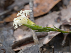 Pimelea phylicoides