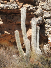 Oreocereus celsianus