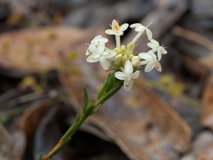 Pimelea phylicoides