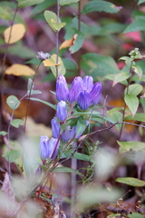 Gentiana saponaria