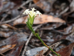 Pimelea phylicoides