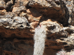 Oreocereus celsianus