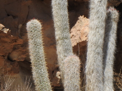Oreocereus celsianus