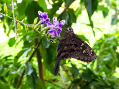 Eudamini