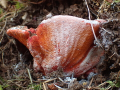 Hypomyces lactifluorum