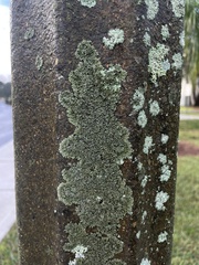 Phaeophyscia adiastola