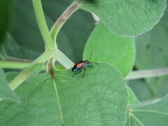 Heteroptera