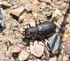 Cicindela longilabris