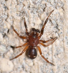Asagena americana