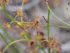 Drosera sulphurea