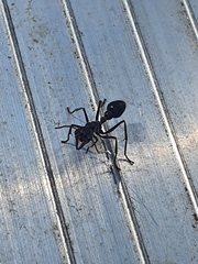 Myrmecia