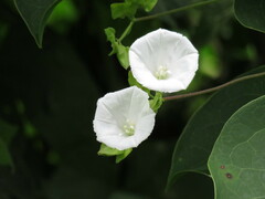 Jacquemontia mexicana