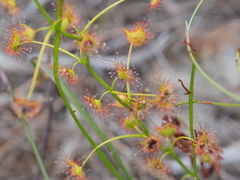 Drosera sulphurea