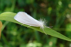 Rupela sejuncta