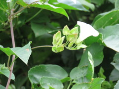 Jacquemontia mexicana