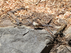 Cinclodes albiventris