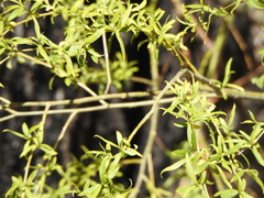 Cinclodes albiventris