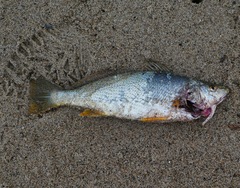 Umbrina roncador