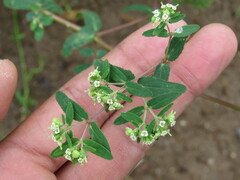 Euphorbia lasiocarpa