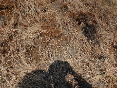 Trifolium cyathiferum