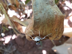 Diaphania