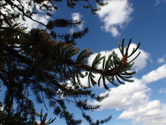 Pinus longaeva