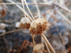 Trifolium cyathiferum