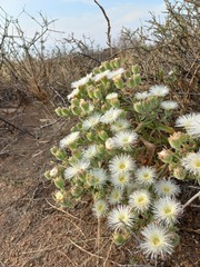 Mesembryanthemum crystallinum