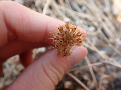 Trifolium cyathiferum
