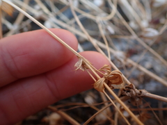 Trifolium cyathiferum