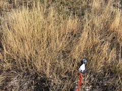 Muhlenbergia cuspidata