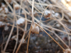 Trifolium cyathiferum
