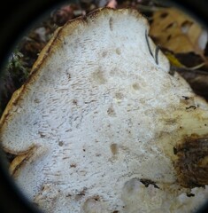 Polyporus radicatus