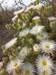 Mesembryanthemum crystallinum