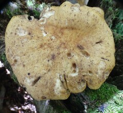 Polyporus radicatus