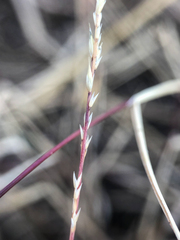Muhlenbergia cuspidata