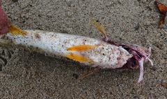 Umbrina roncador